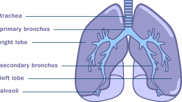 Blood And Lungs