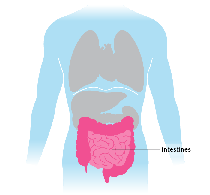 image of torso and intestines