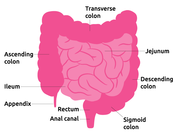 image of intestines