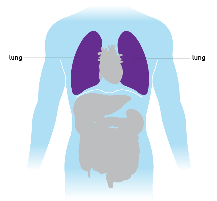 image of torso and lungs
