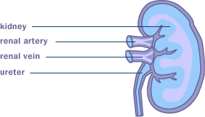 imaginea unui rinichi