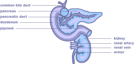 beeld van nier en alvleesklier