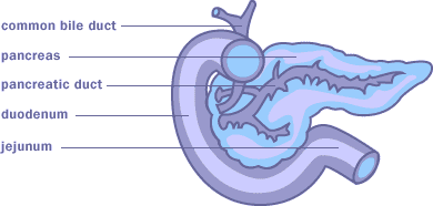 image of a pancreas