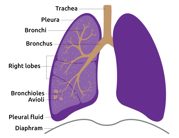 image of lung