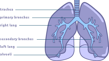 image of the lung