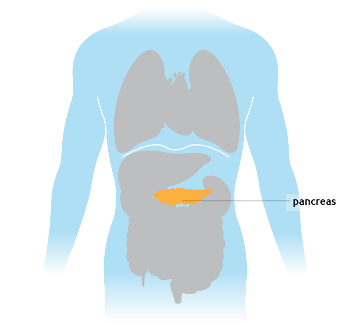image of torso and pancreas